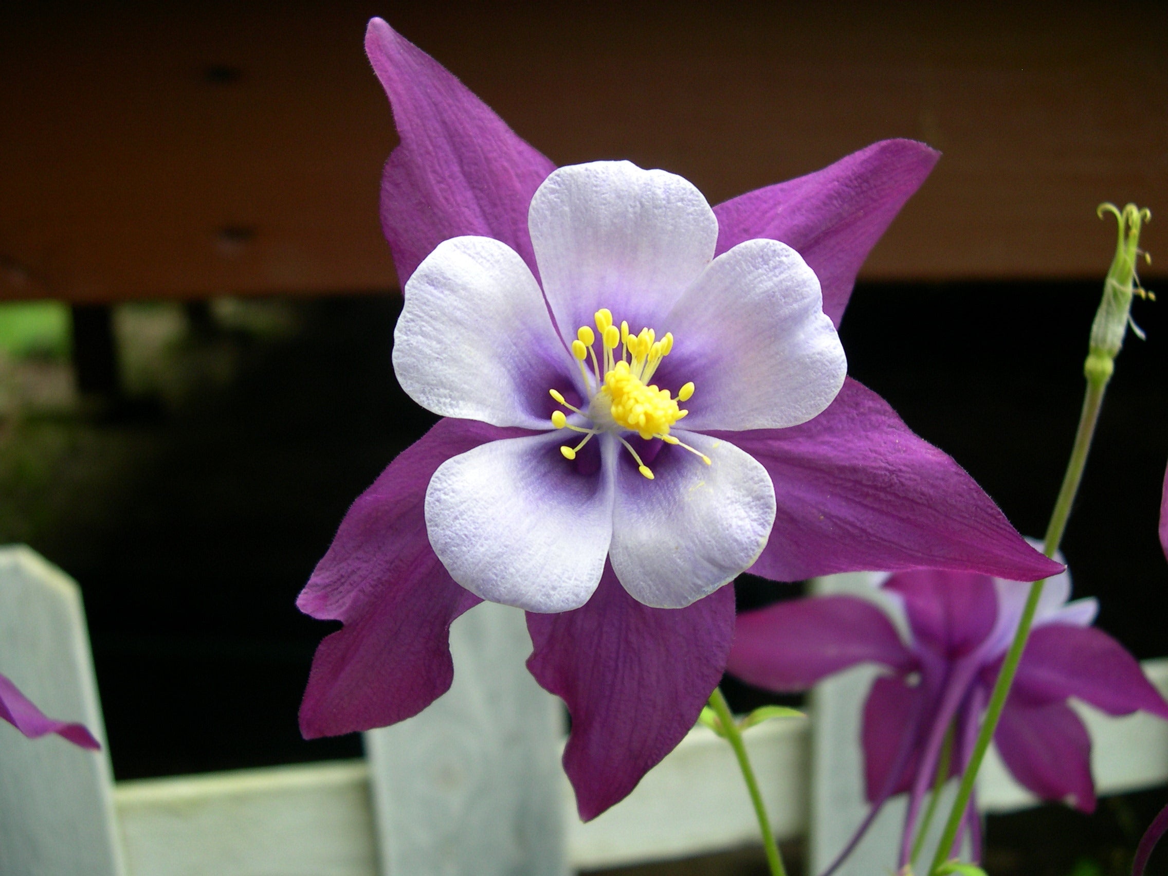 Elegant Purple & White Aquilegia Plants in Bloom
