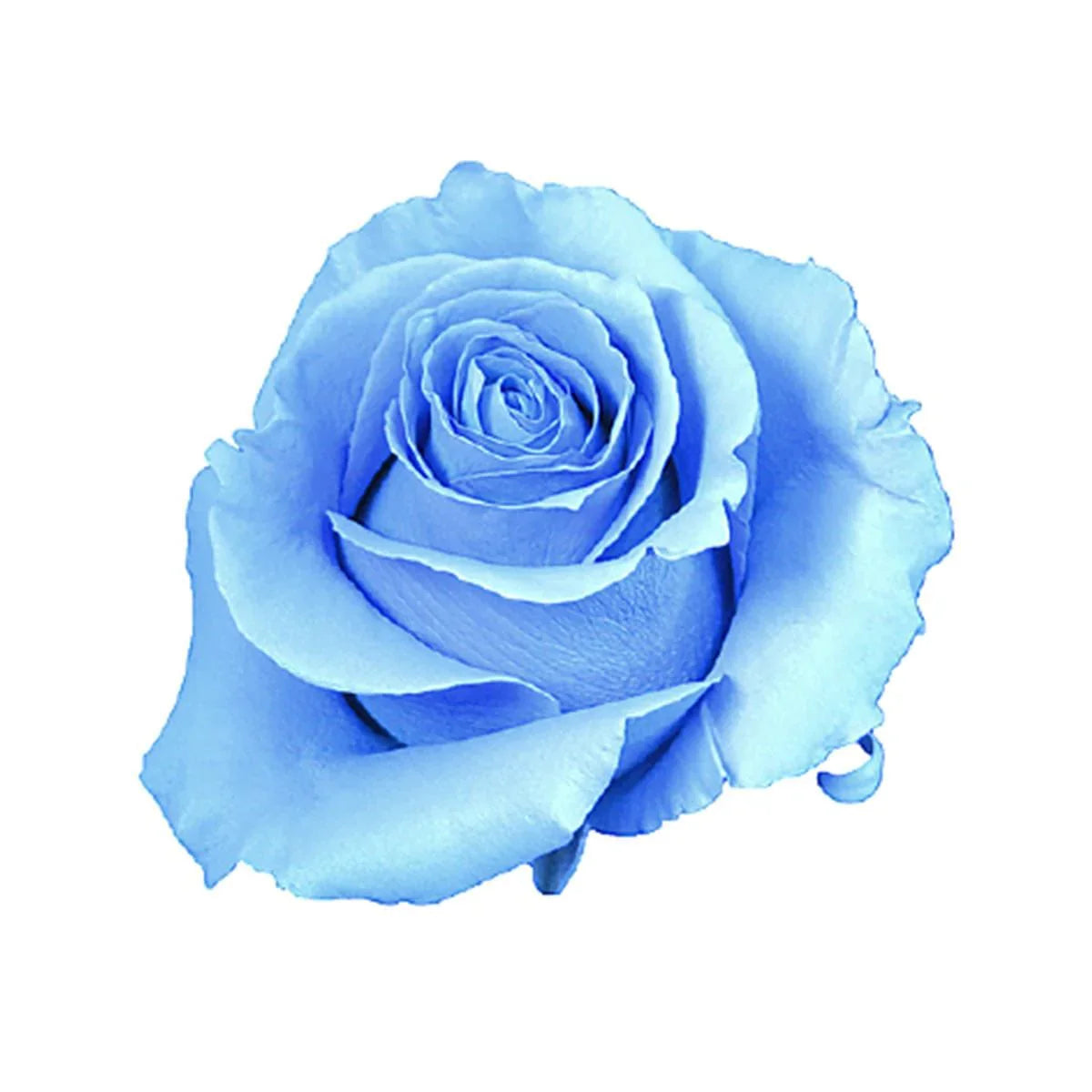 Elegant Sky Blue Grey Rose Flower in Full Bloom