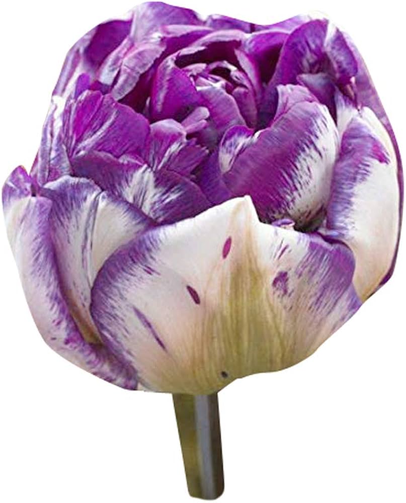 Elegant White and Purple Tulip Flower Bed
