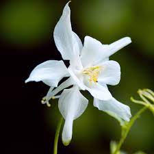 Elegant White Aquilegia Plants in Bloom