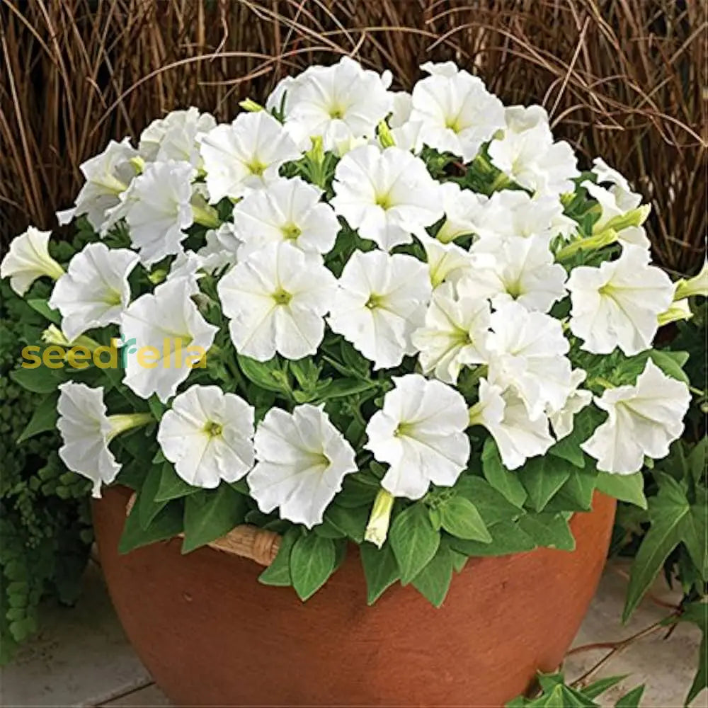 Elegant White Petunia Flower Seeds For Sophisticated Planting