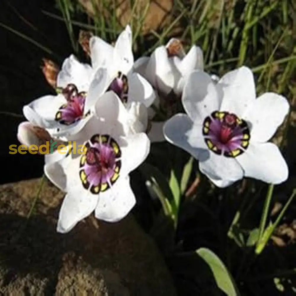 Elegant White Sparaxis Tricolor Flower Planting  Seed For Stunning Floral Displays In Your