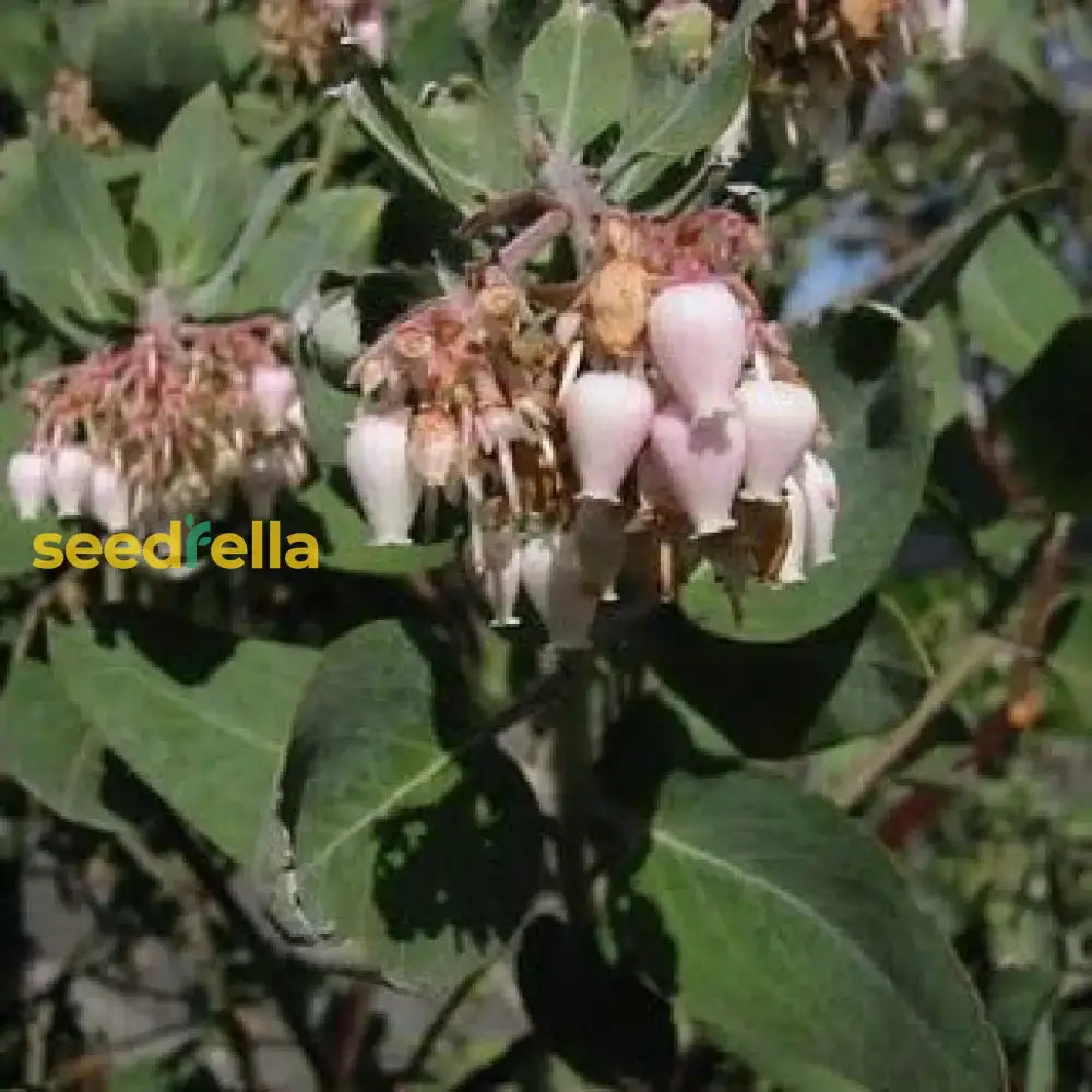 Elevate Your Outdoors With Whiteleaf Manzanita Planting  Seed For Stunning Shrubbery Flower Seeds