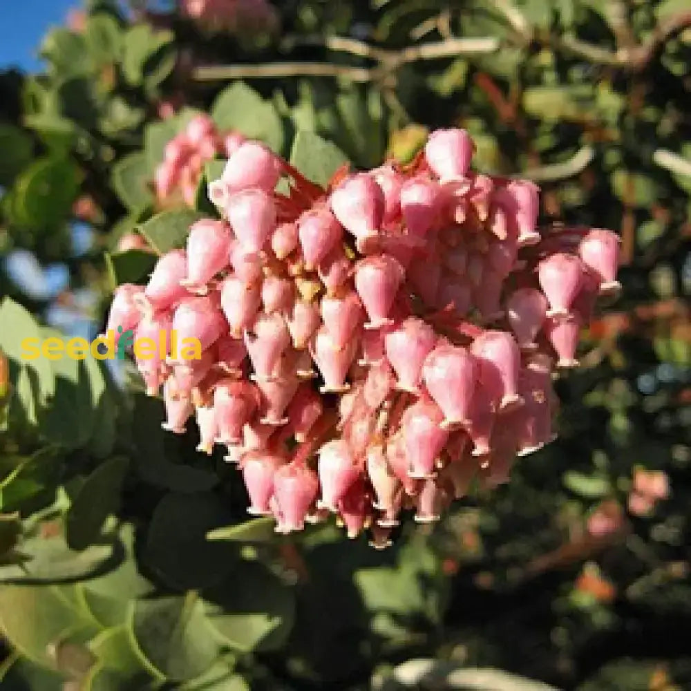 Elevate Your Outdoors With Whiteleaf Manzanita Planting  Seed For Stunning Shrubbery Flower Seeds