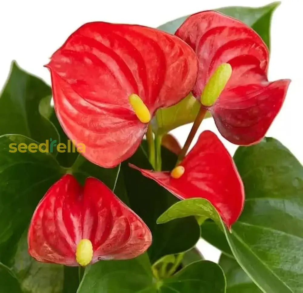 Elevate Your Space With Red Mixed Anthurium Flower Seeds For Planting