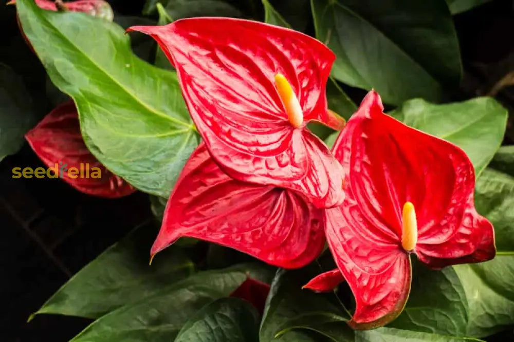 Elevate Your Space With Red Mixed Anthurium Flower Seeds For Planting