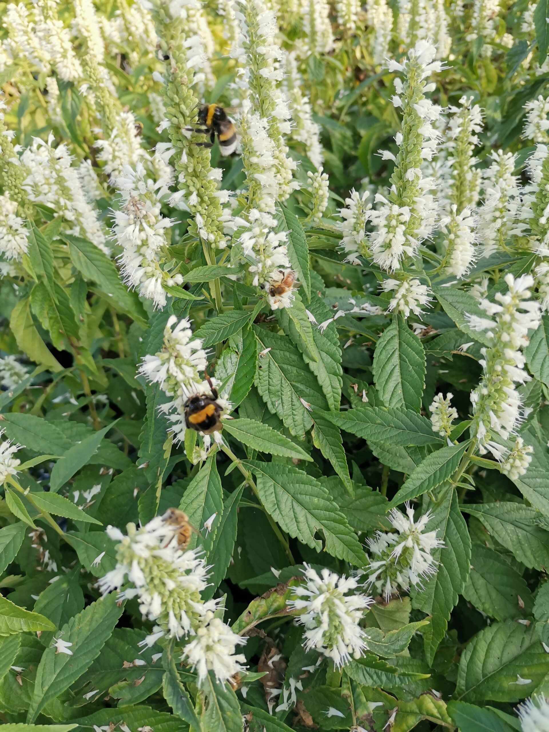 Pollinator-friendly Mint Bush plants from Elsholtzia stauntonii seeds