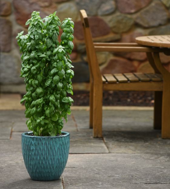 Everleaf Emerald Towers columnar basil grown from seeds in containers