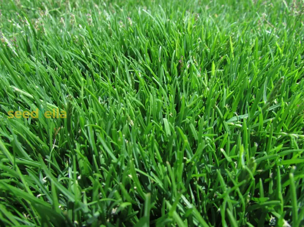 Emerald Zoysia (Zoysia Emerald) Grass Seeds-1/8 Lb Best Selling