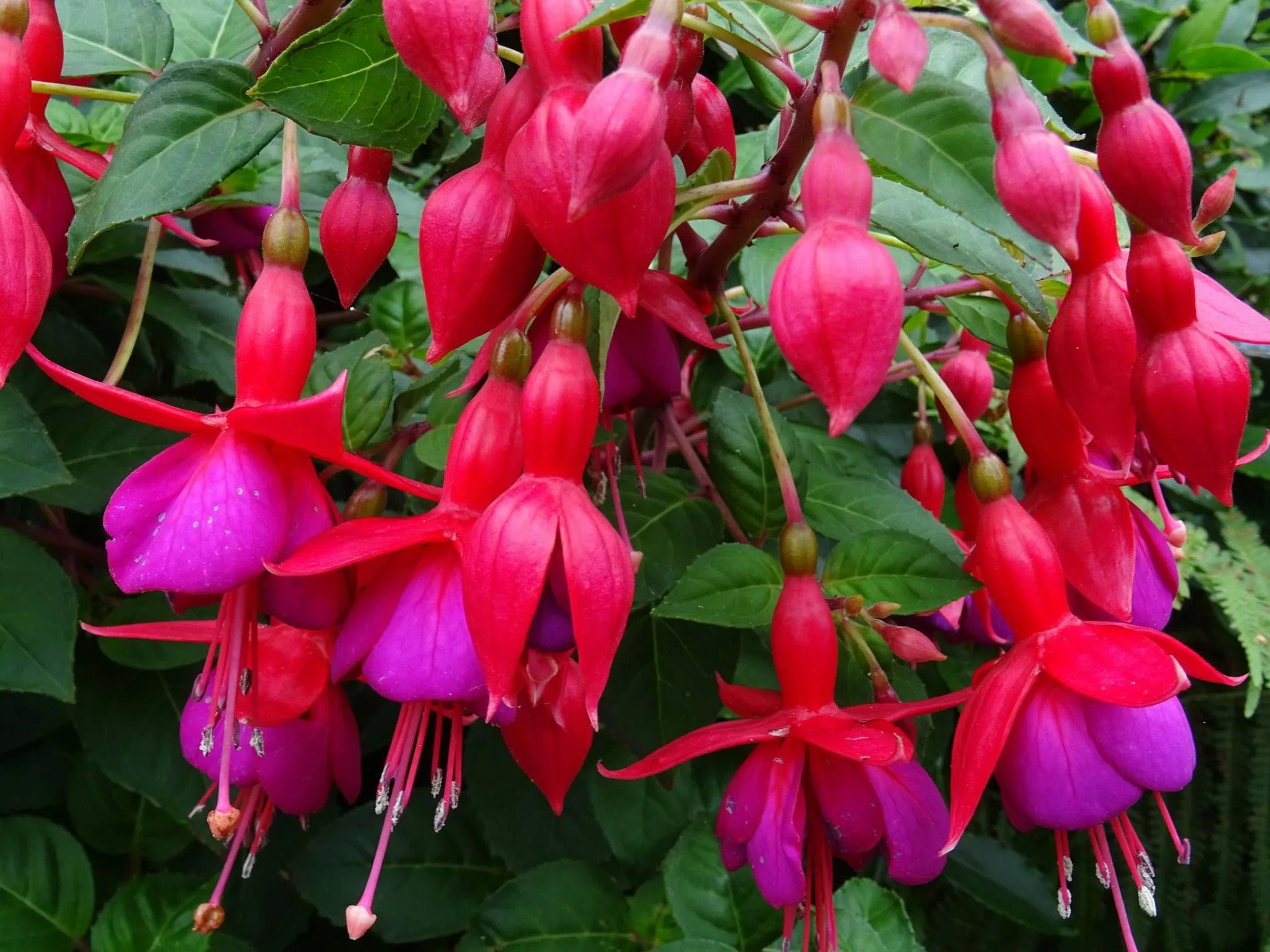 Dark Pink Fuchsia Flower Seeds For Easy Planting