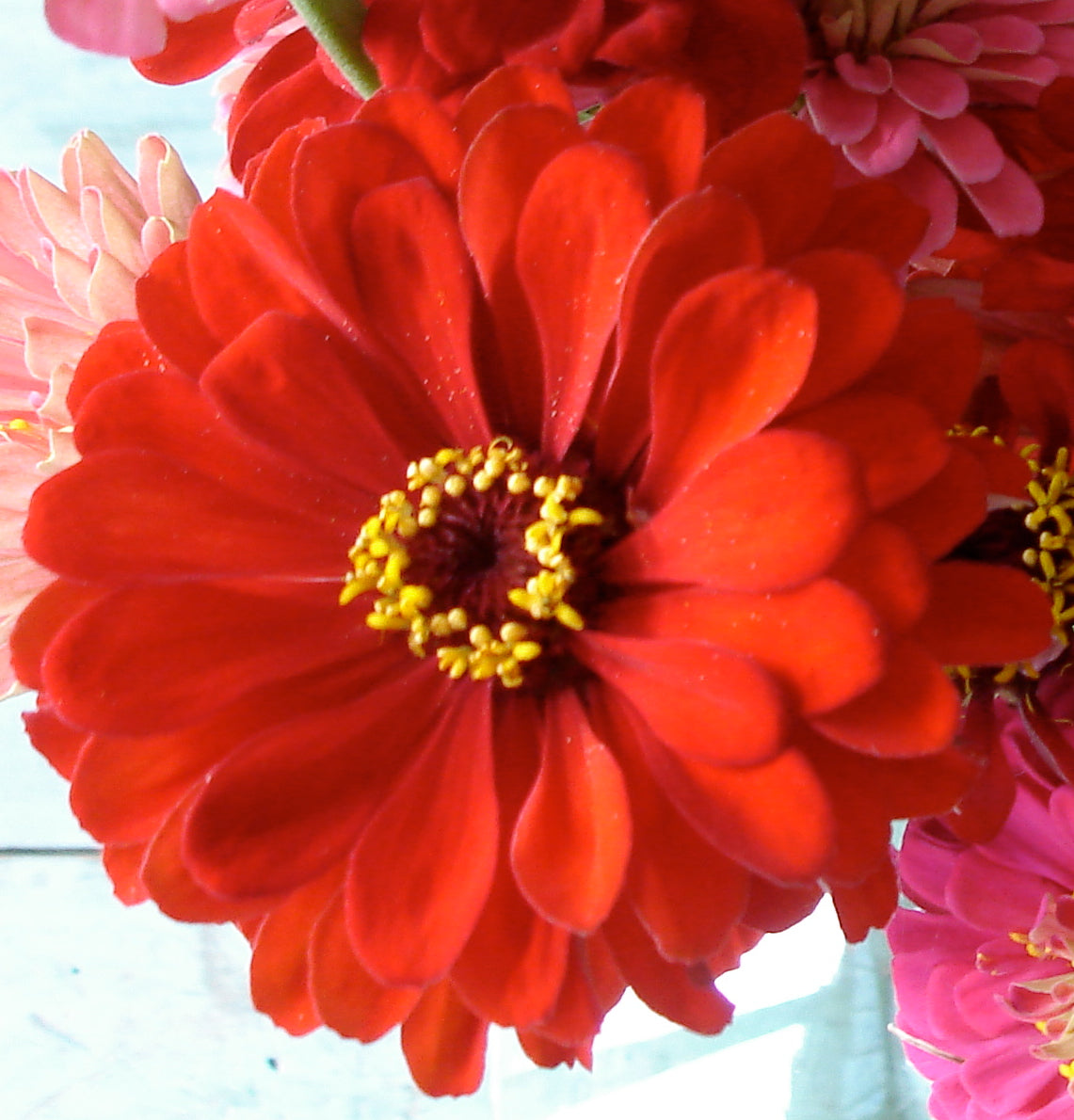 Brown (Brown Red) seeds for planting in home garden