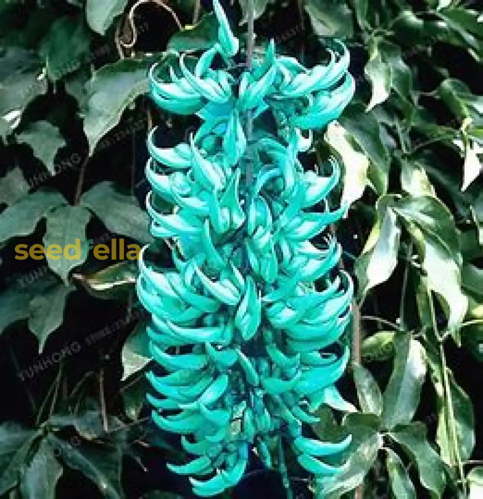 Endangered Jade Flower Planting Seeds - Rare For Gardeners