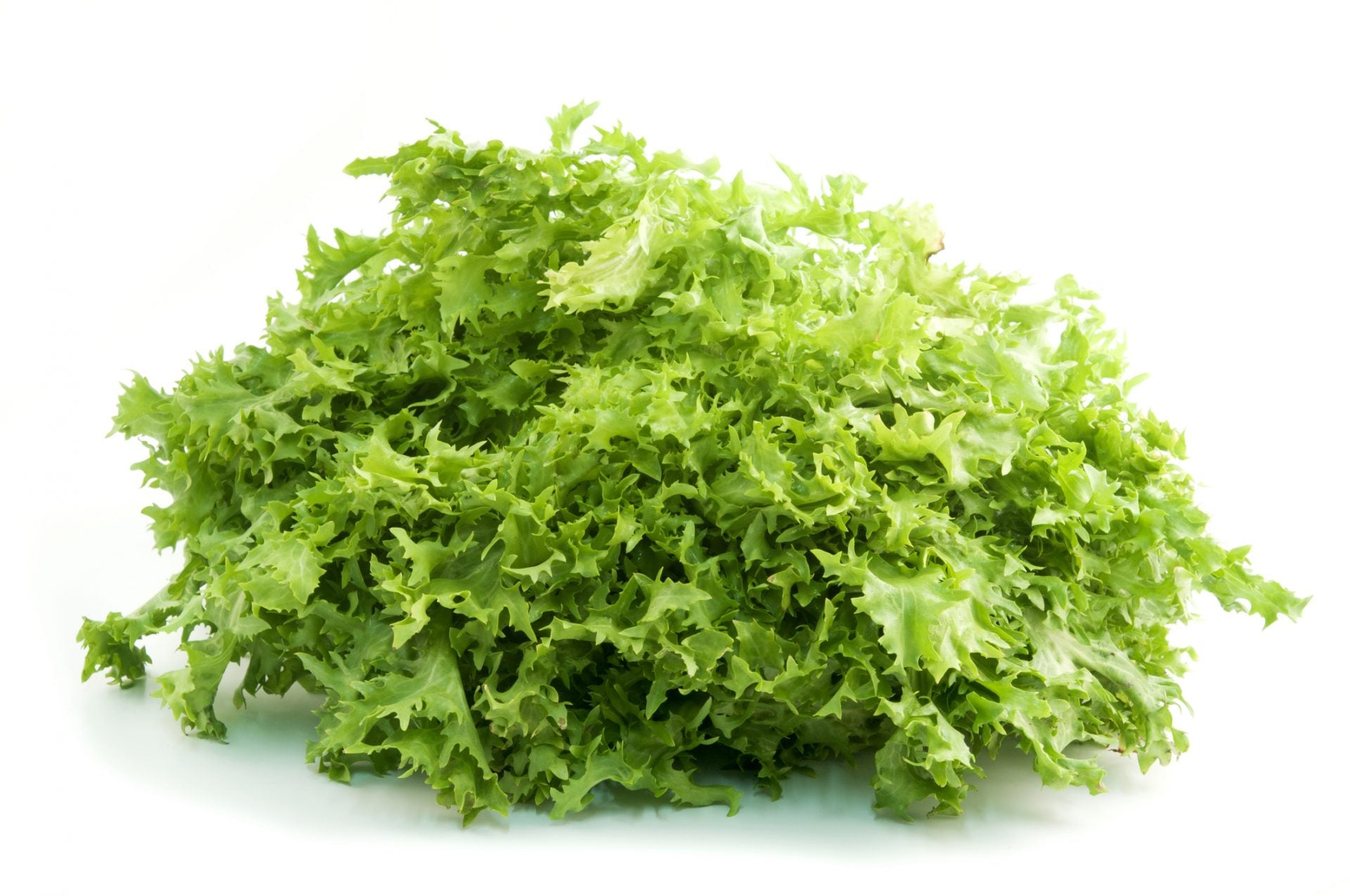 Endive seedlings growing from non-GMO seeds