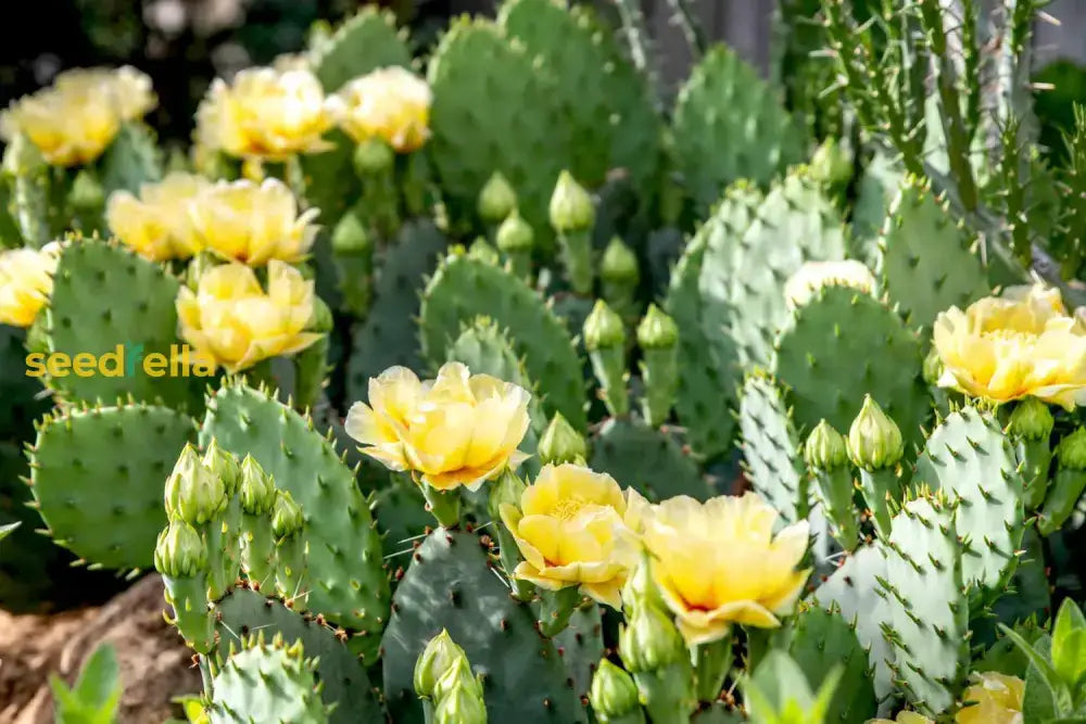 Engelmannii Opuntia Plant Seeds For Easy Planting Fruit