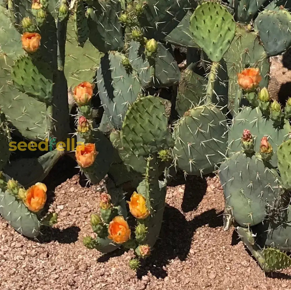 Engelmannii Opuntia Cactus Growing in Garden, Healthy Cactus with Vibrant Flowers