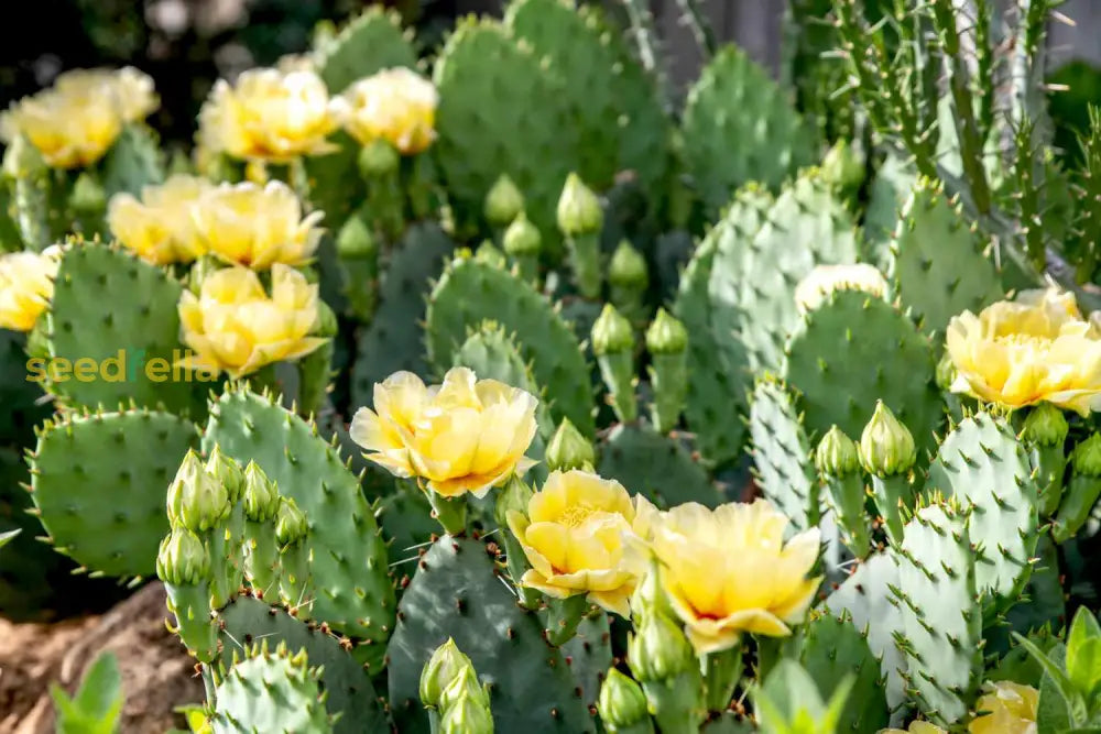 Engelmannii Opuntia Plant Seeds for Easy Planting, Guide for Growing Prickly Pear Cactus