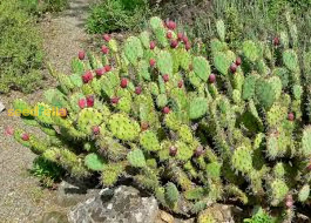 Step-by-Step Planting Instructions for Engelmannii Opuntia Seeds