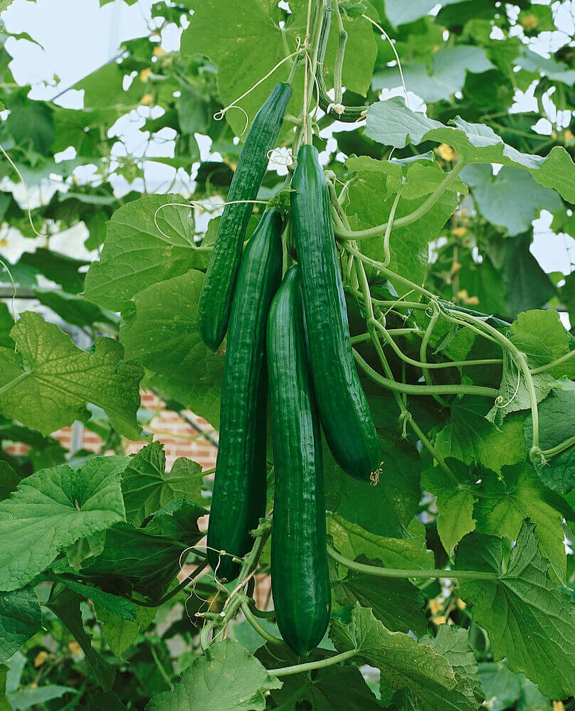 English cucumbers growing inside a greenhouse