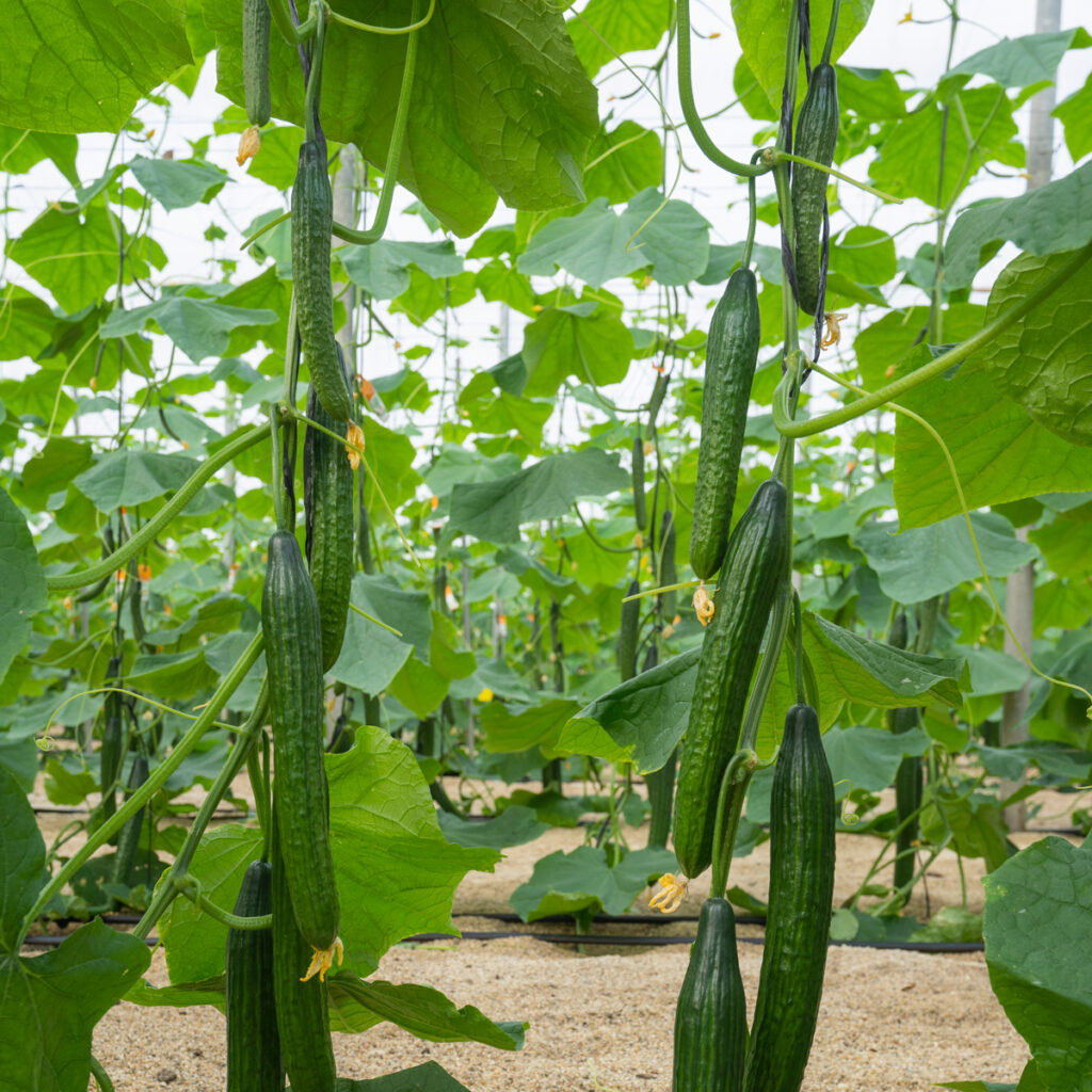 Young English cucumber seedlings in garden bed