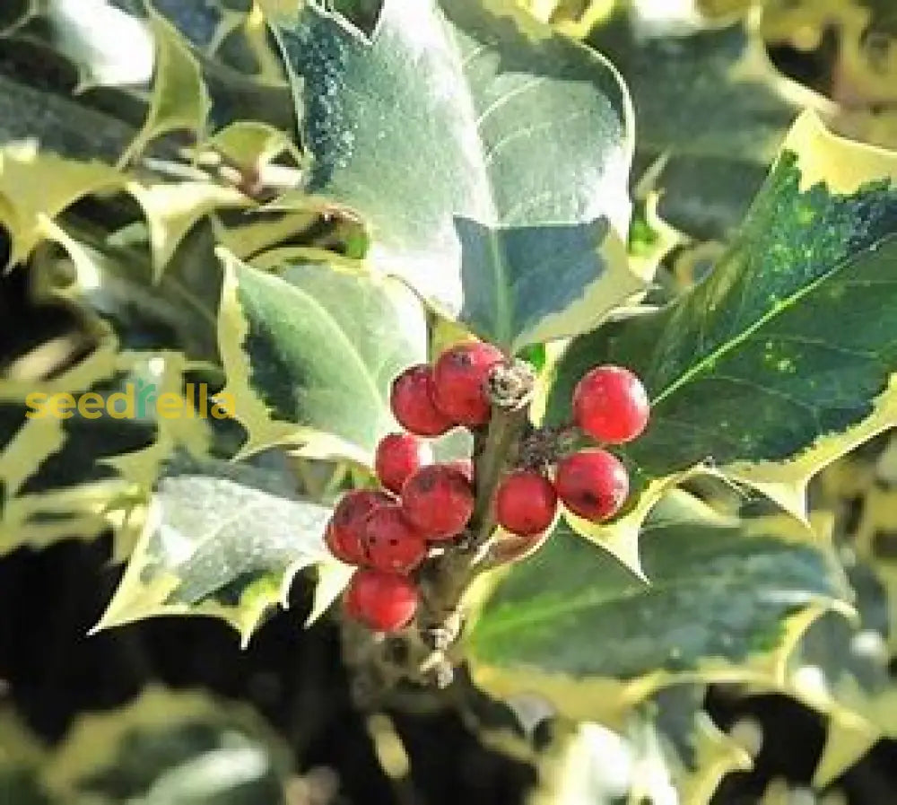 English Holly Seeds For Planting Plant Seeds