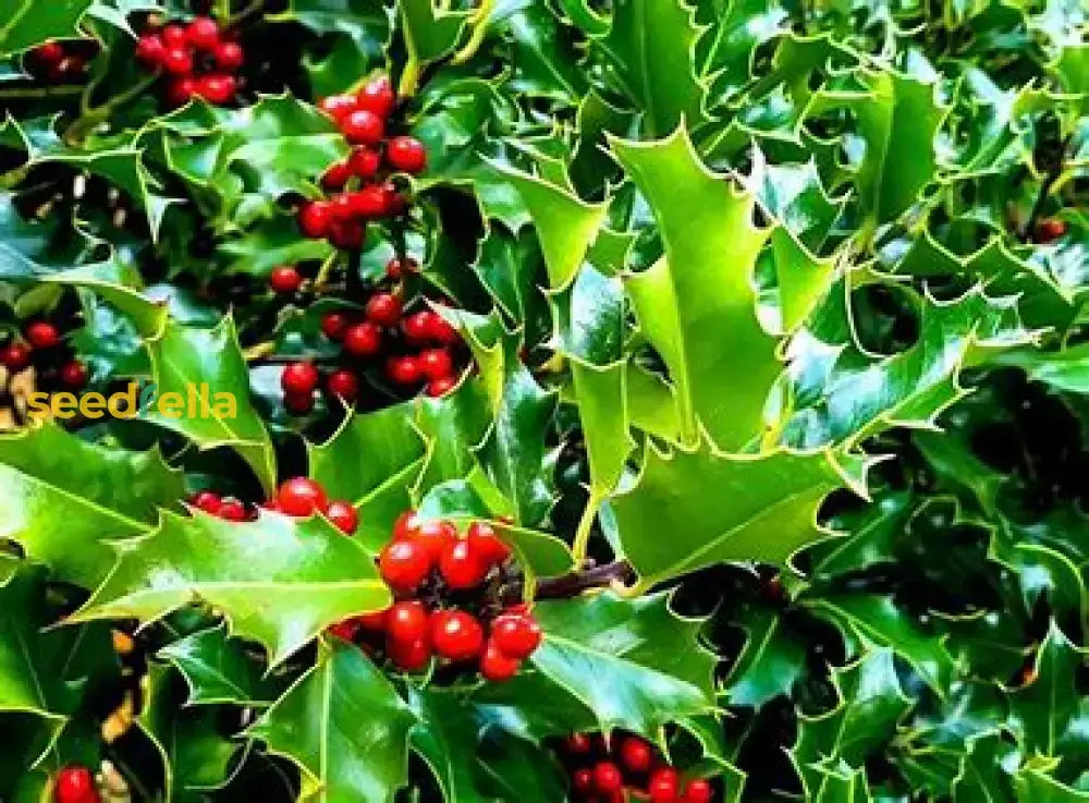 English Holly Seeds For Planting Plant Seeds