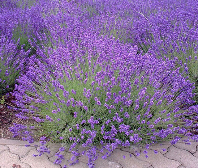 English Lavender grown from seeds in rock garden
