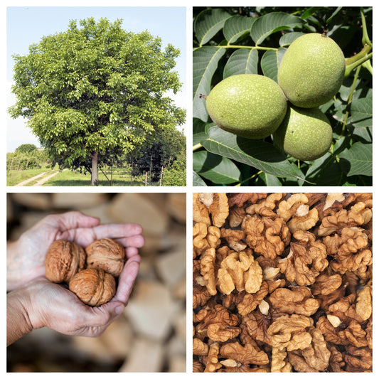 English Walnut Tree Seeds – Juglans regia Non-GMO Hardy Carpathian Variety