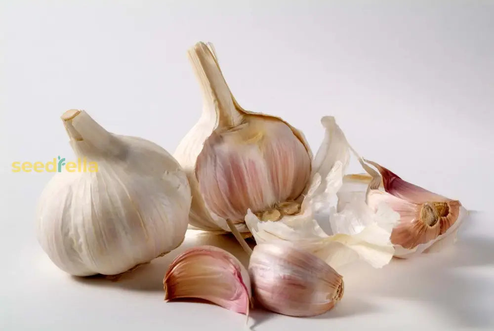 Enhance Flavor With Garlic Vegetable Seeds For Planting - Ideal Nutritious Gardening