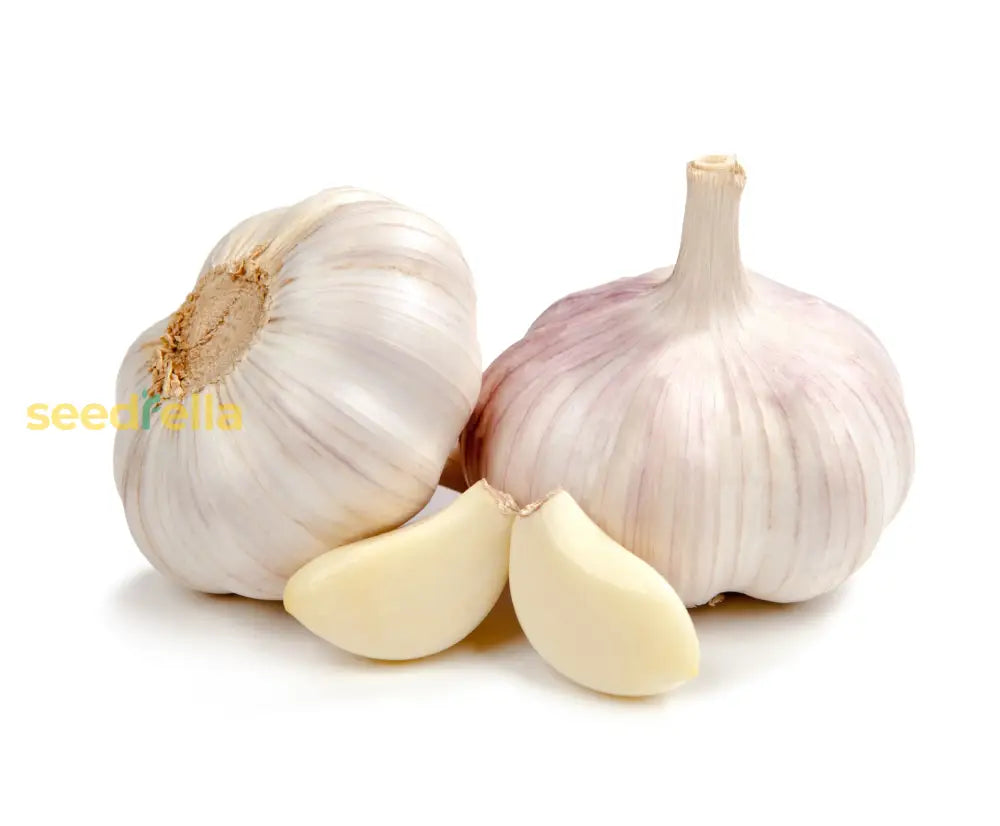 Enhance Flavor With Garlic Vegetable Seeds For Planting - Ideal Nutritious Gardening