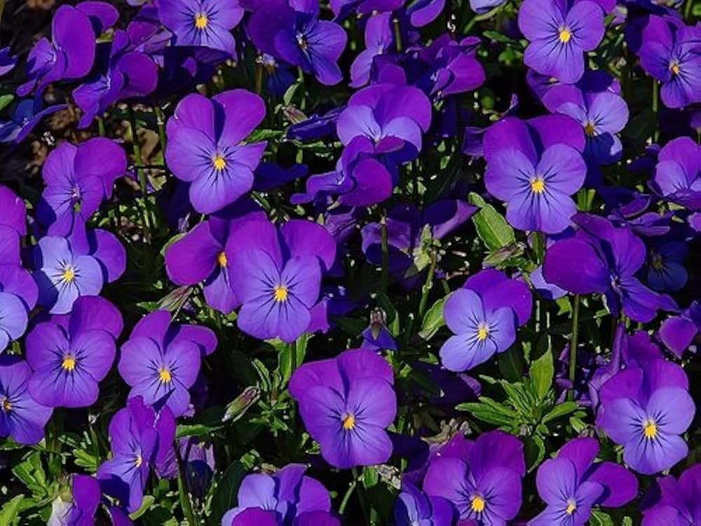 Enrico Fiore viola seeds shade-loving flower seeds