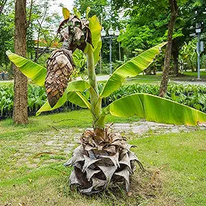 Ensete superbum Cliff Banana seeds for planting