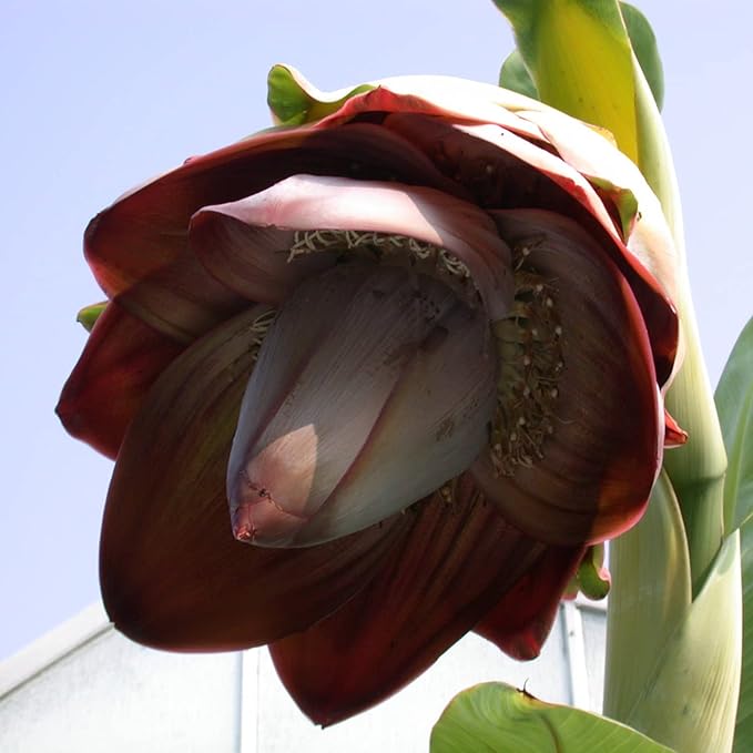 Close-up of broad green leaves of Ensete superbum