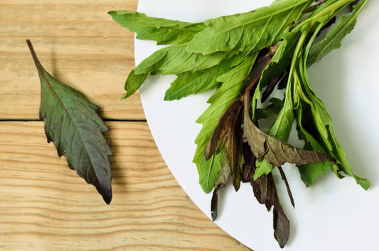 Epazote Herb Plants Growing in Full Sun Garden Bed