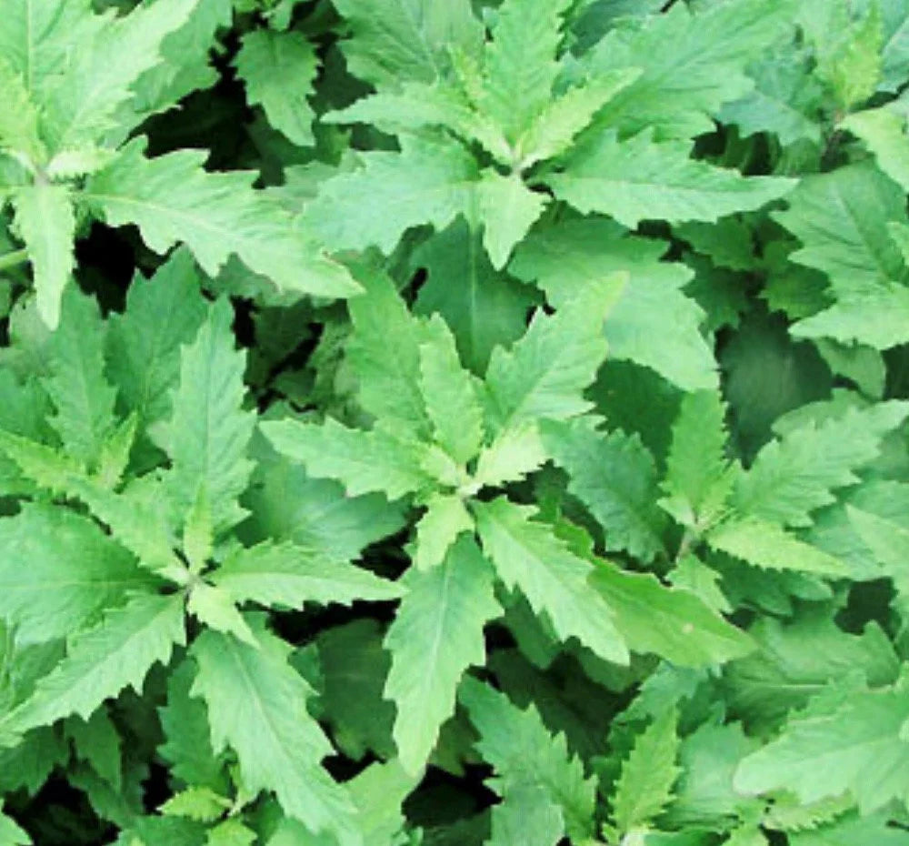 Epazote Plants Growing in Outdoor Garden
