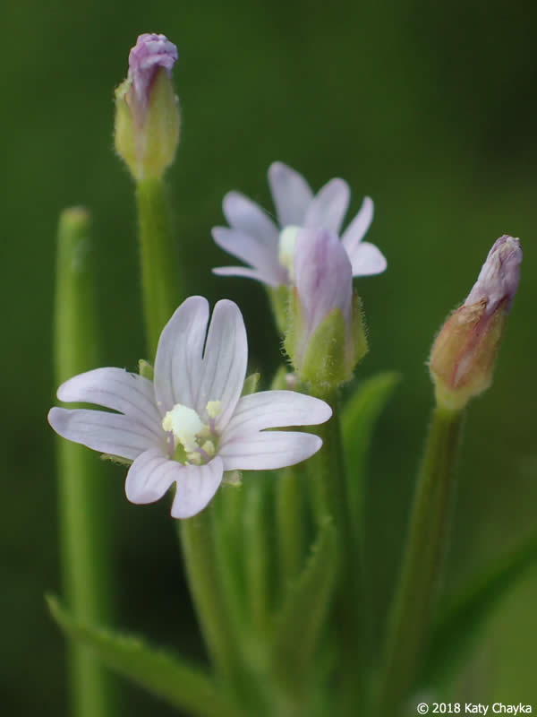Epilobium coloratum plants from seeds thriving near moist garden edges