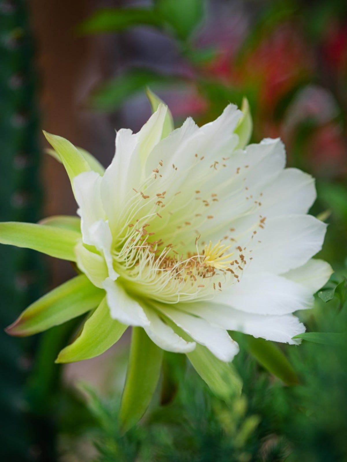 Red Epiphyllum Oxypetalum Blooms at Night