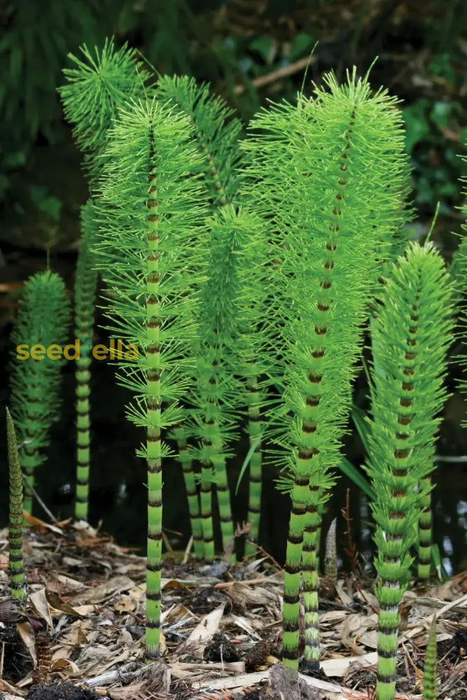 Equisetum Plant Seeds - Unique Garden Planting Seeds