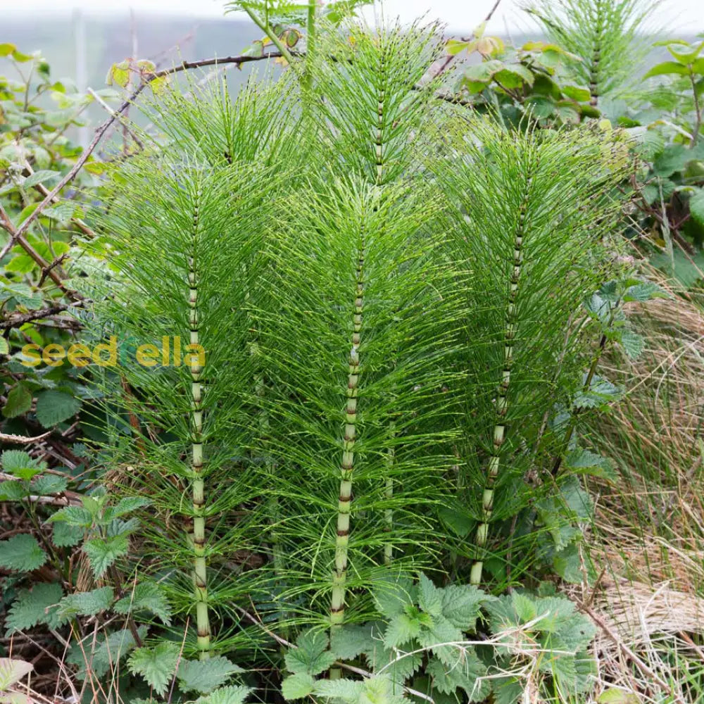 Equisetum Plant Seeds - Unique Garden Planting Seeds