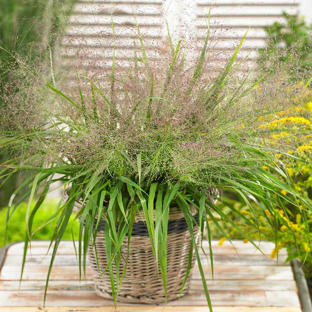 Eragrostis Viola Grass seeds for soft plants