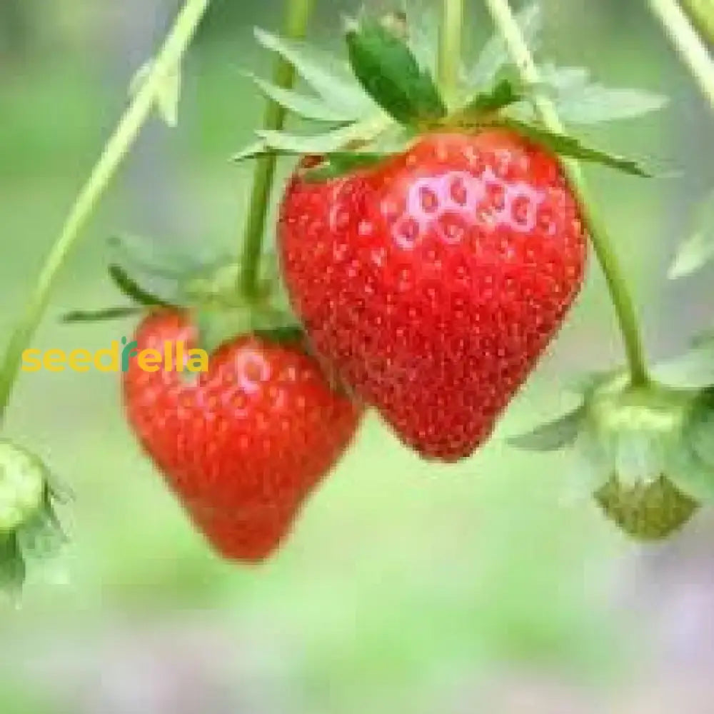 Erdbeere Strawberry Seeds For Planting - Grow Juicy Homegrown Strawberries