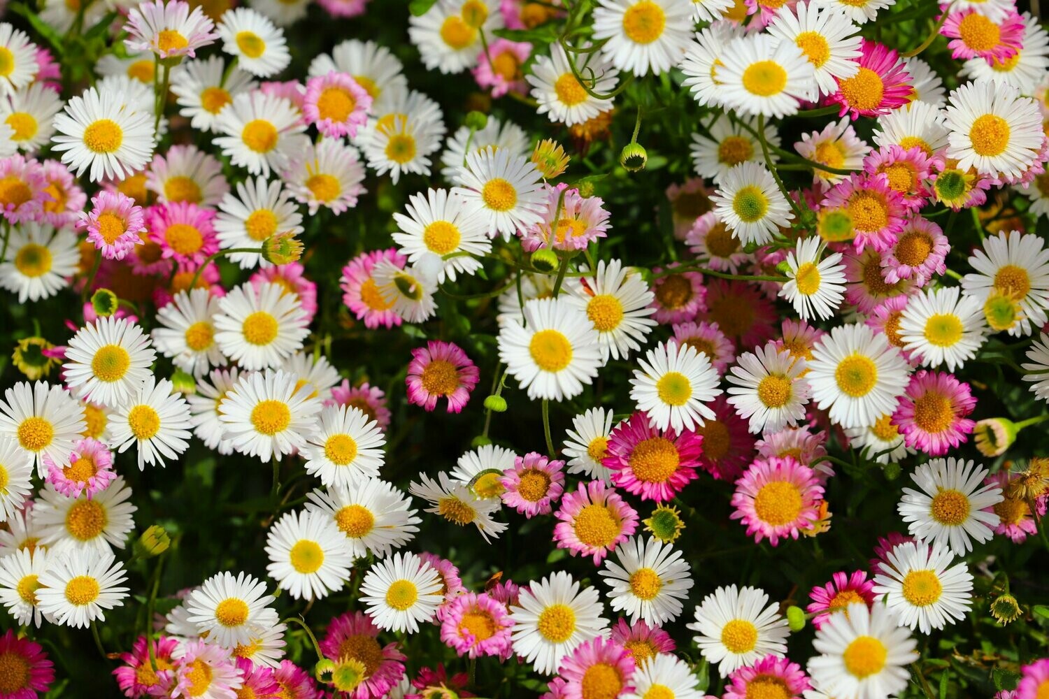 Erigeron Karvinskianus flowers growing on a wall