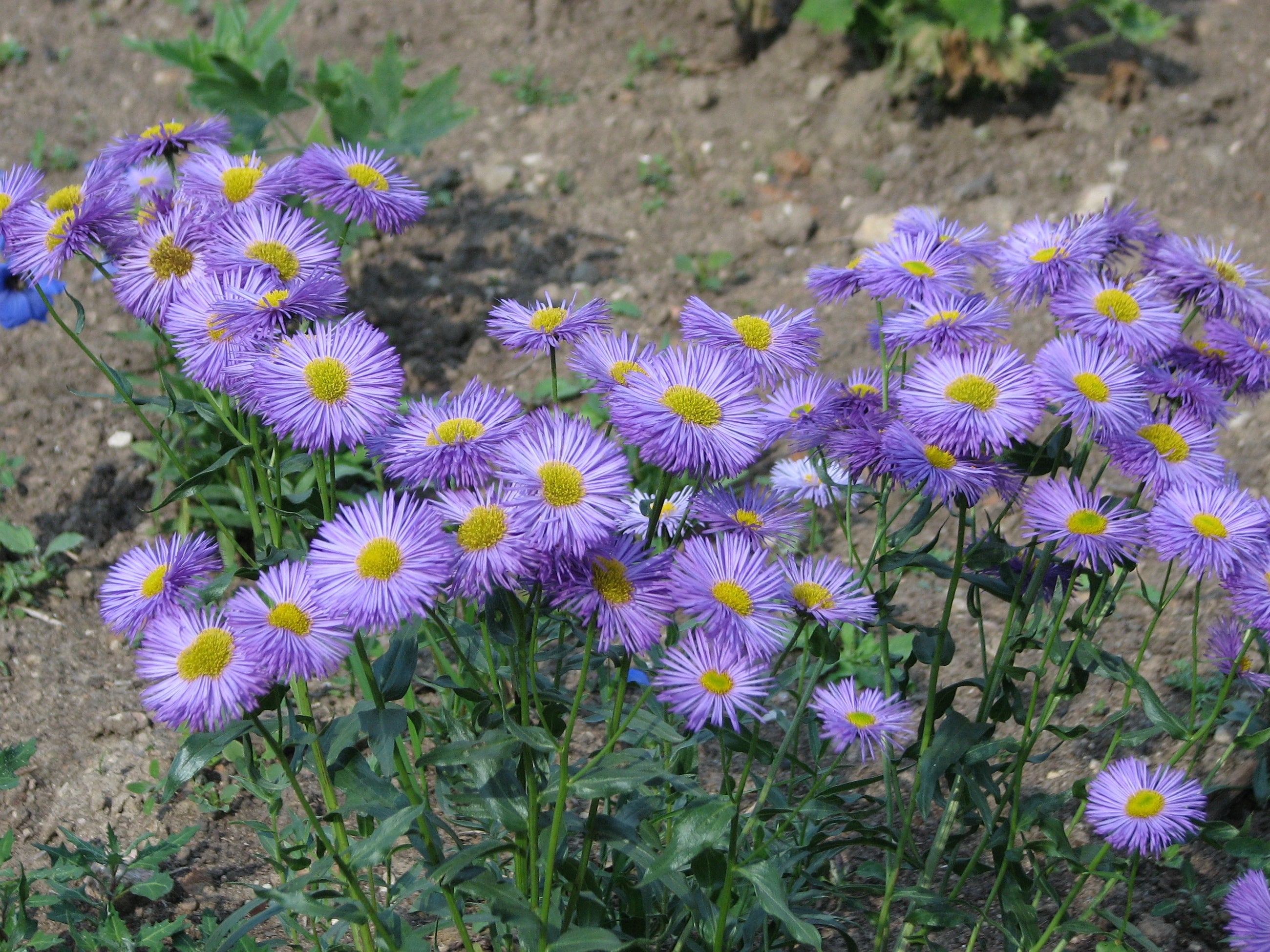 Erigeron Speciosus seeds attracting pollinators naturally