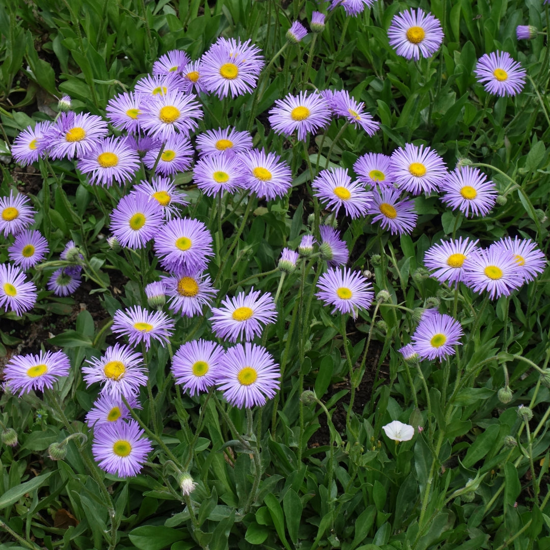 Purple Erigeron seeds for perennial garden beds
