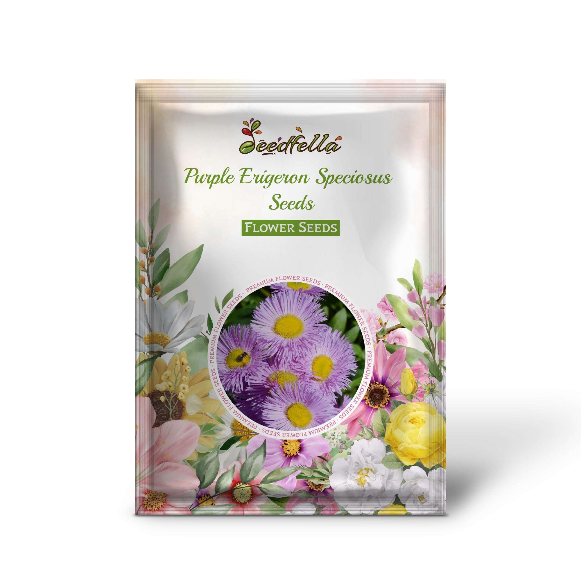 Non GMO Erigeron Speciosus seeds for home gardens
