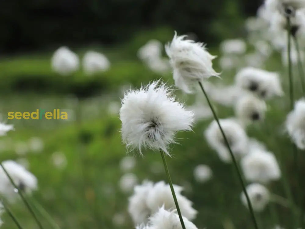 Eriophorum Plant Seeds - Ideal For Planting Orange Varieties Seeds