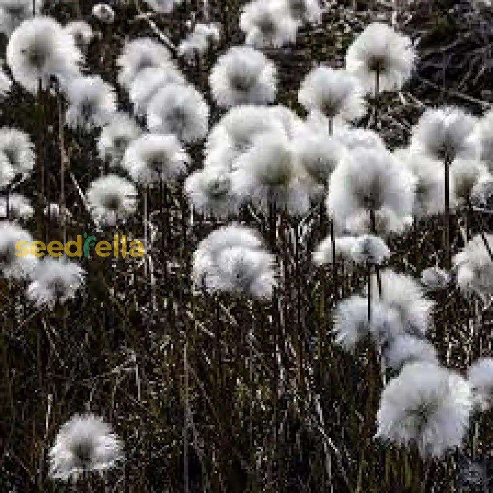 Eriophorum Plant Seeds - Ideal For Planting Orange Varieties Seeds