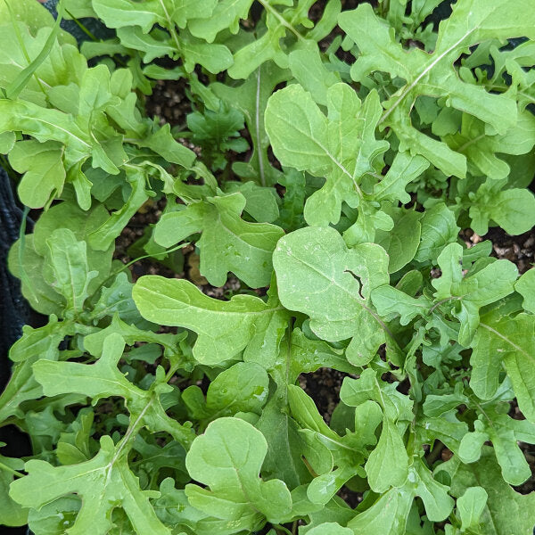 Eruca vesicaria sativa leafy greens growing in full sun