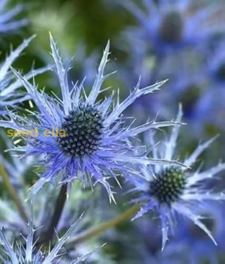 Eryngium Blue Holly Seeds  Premium Flower Planting Collection