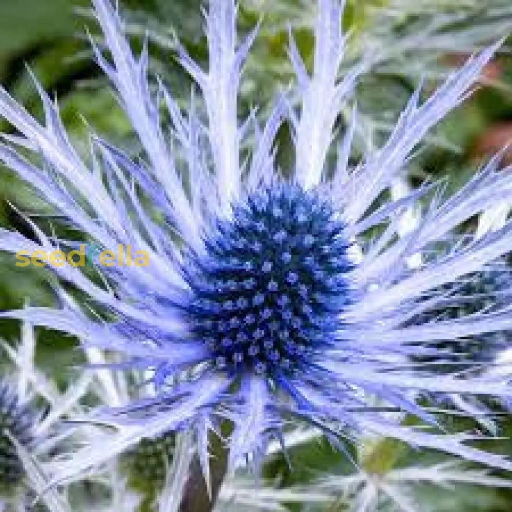 Eryngium Seeds Collection For Easy Planting Plant Seeds