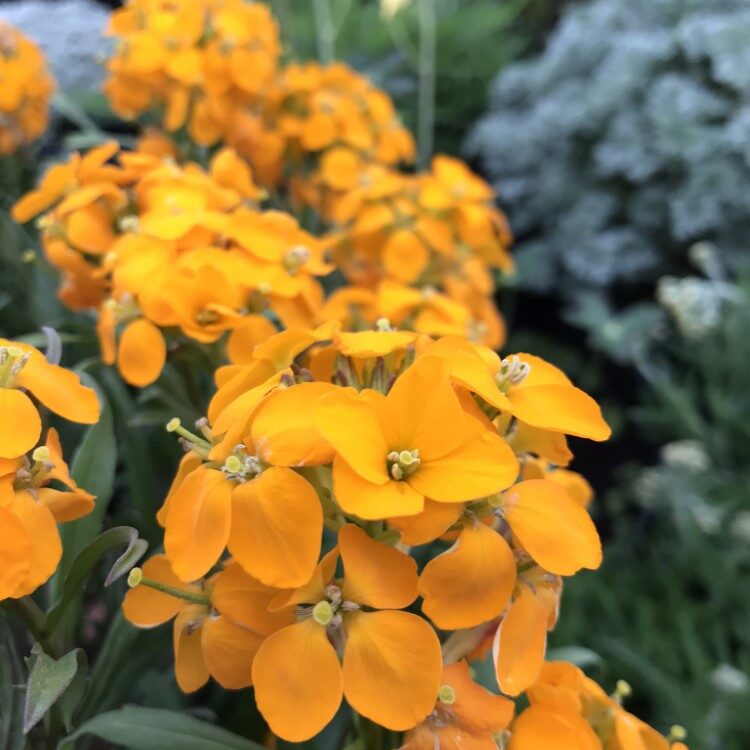 Easy to grow Erysimum Aliionii seeds for containers and landscapes
